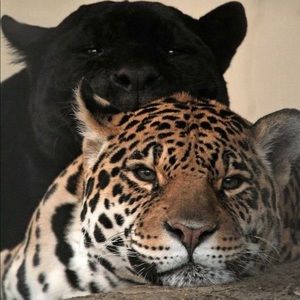 Meet your Posher, Alexa